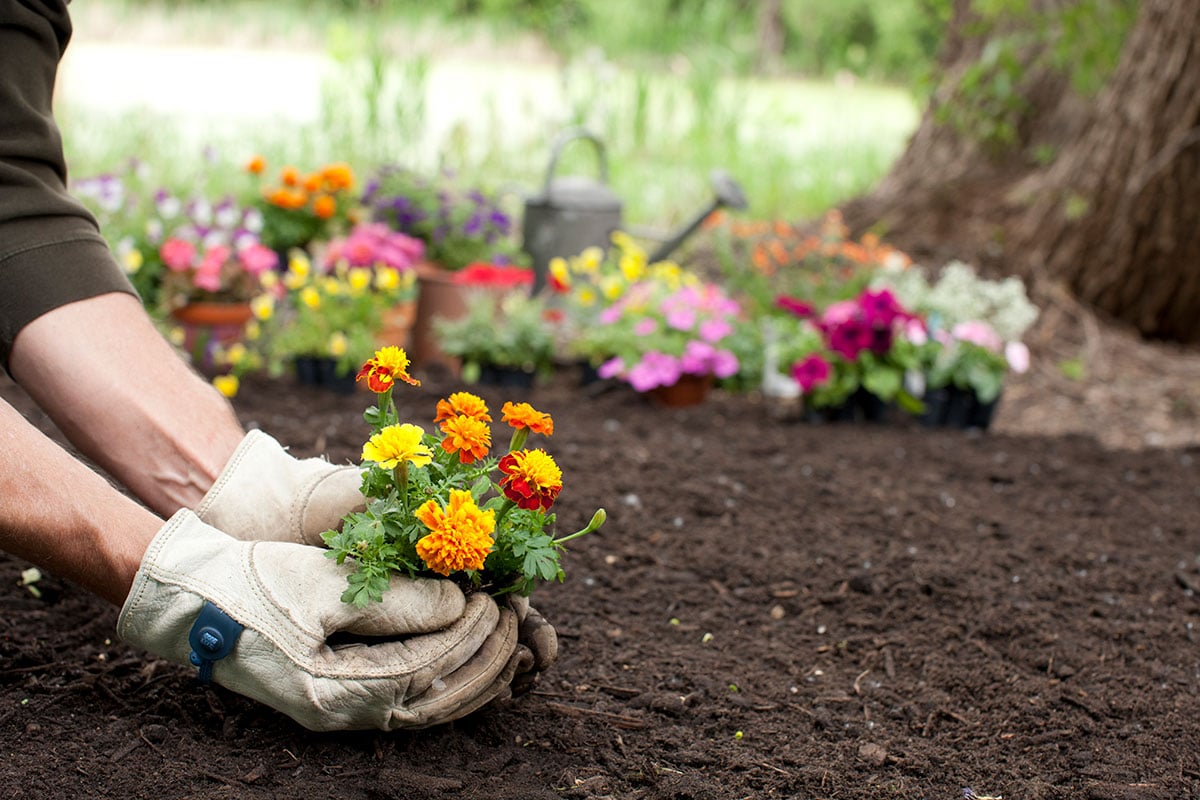 Flowers to plant in summer discount